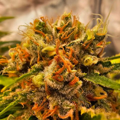Lemon Haze growlog timeline photo