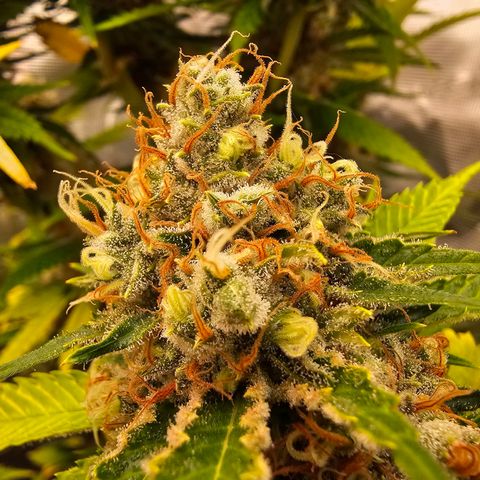 Lemon Haze growlog timeline photo