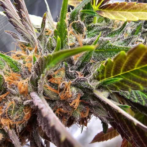 Chocolate Haze growlog timeline photo