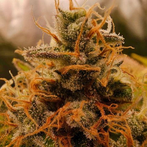 Chocolate Haze growlog timeline photo