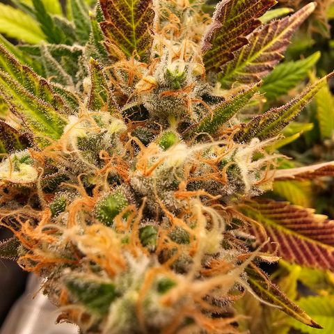 Chocolate Haze growlog timeline photo