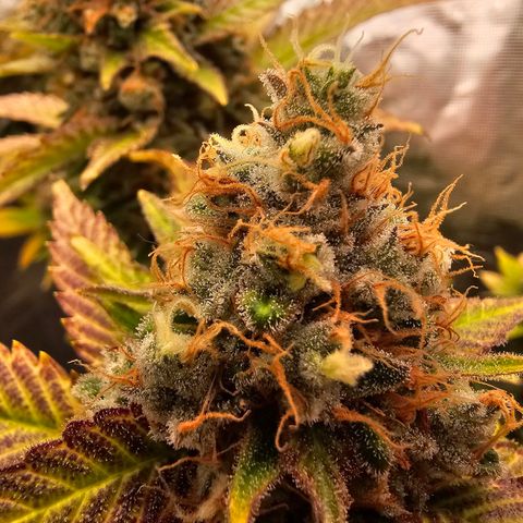 Chocolate Haze growlog timeline photo