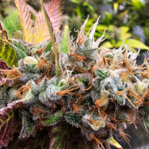 Chocolate Haze growlog timeline photo