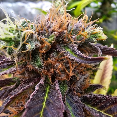 Wappa❗️ growlog timeline photo