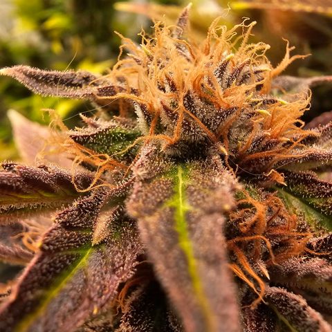 Wappa❗️ growlog timeline photo
