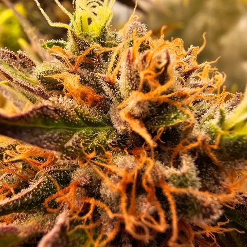 Wappa❗️ growlog timeline photo