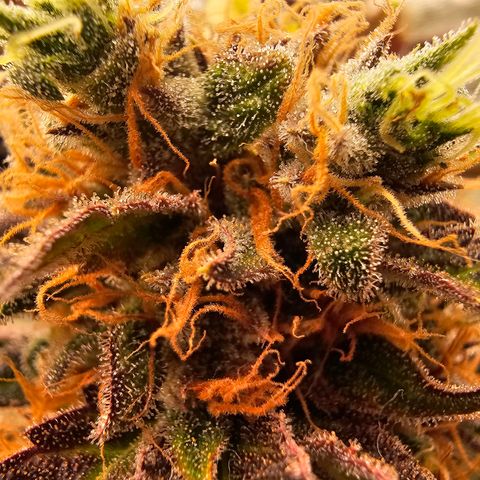 Wappa❗️ growlog timeline photo