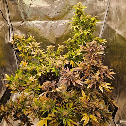 Wappa❗️ growlog timeline photo