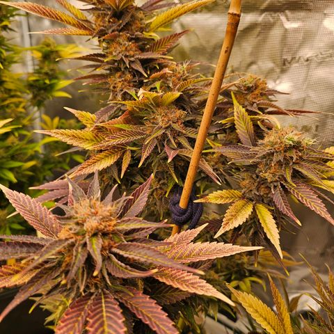 Wappa❗️ growlog timeline photo