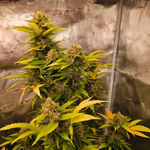 Lemon Haze growlog timeline photo