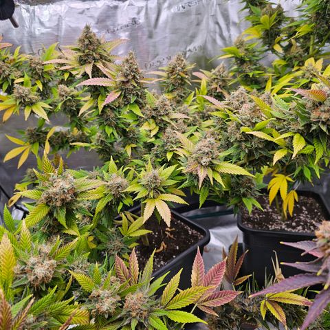 Chocolate Haze growlog timeline photo