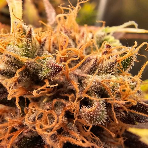 Wappa❗️ growlog timeline photo