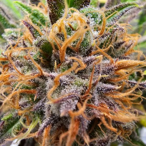 Wappa❗️ growlog timeline photo