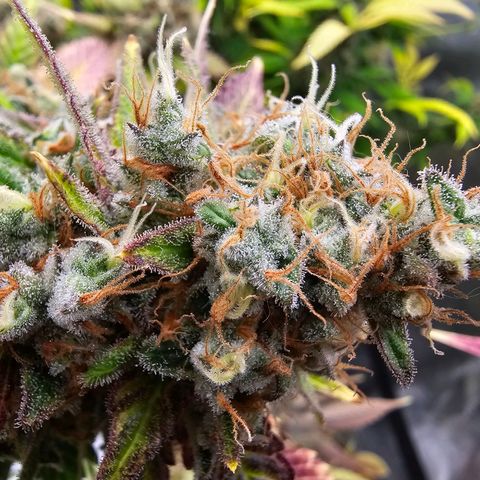 Chocolate Haze growlog timeline photo