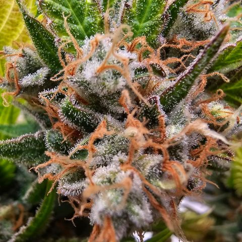 Chocolate Haze growlog timeline photo
