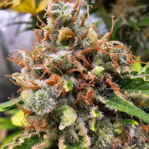 Lemon Haze growlog timeline photo