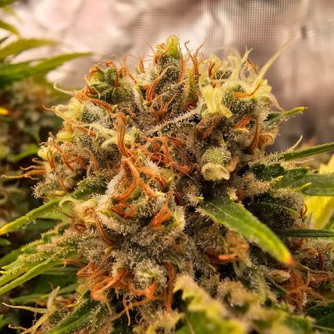 Lemon Haze growlog timeline photo