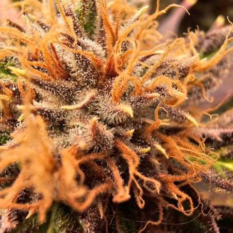 Wappa❗️ growlog timeline photo