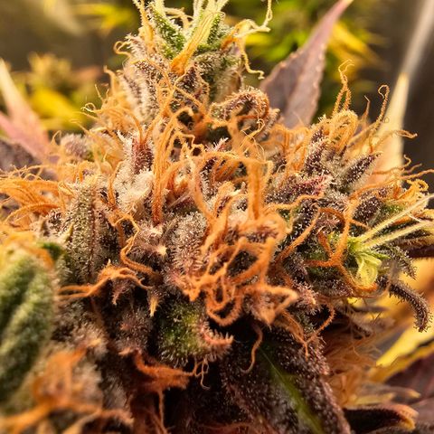 Wappa❗️ growlog timeline photo