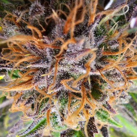 Wappa❗️ growlog timeline photo