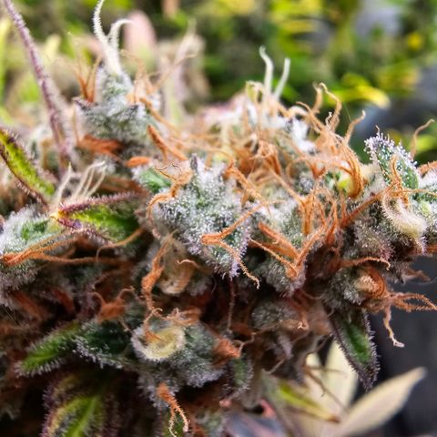 Chocolate Haze growlog timeline photo