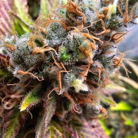 Chocolate Haze growlog timeline photo