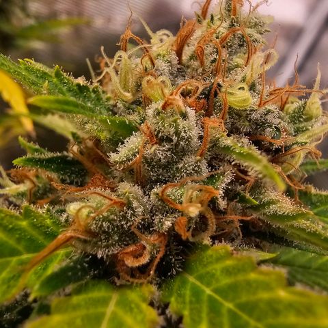 Lemon Haze growlog timeline photo