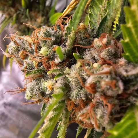 Lemon Haze growlog timeline photo