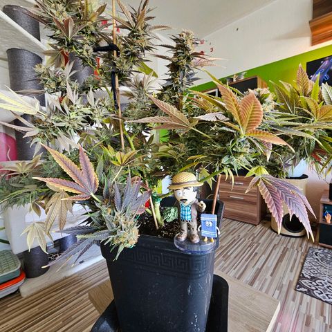 Wappa❗️ growlog timeline photo