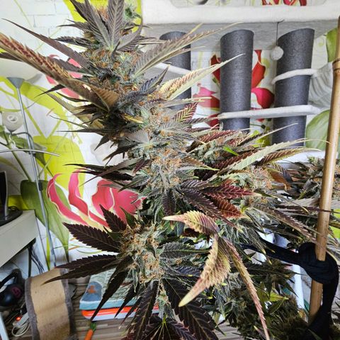 Wappa❗️ growlog timeline photo