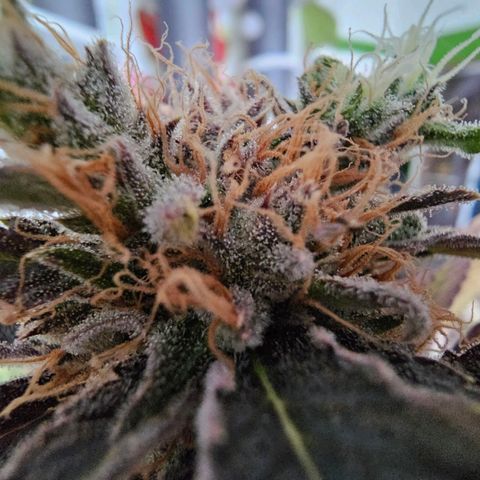 Wappa❗️ growlog timeline photo