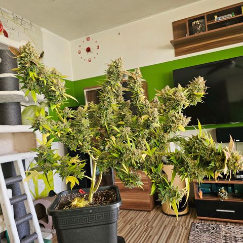 Chocolate Haze growlog timeline photo