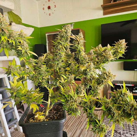 Chocolate Haze growlog timeline photo