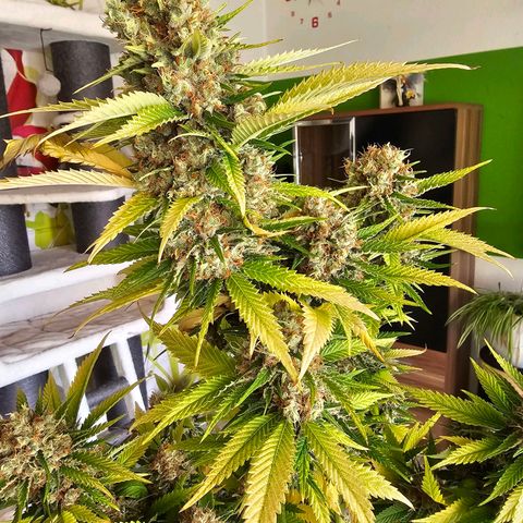 Lemon Haze growlog timeline photo