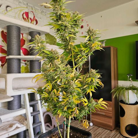 Lemon Haze growlog timeline photo