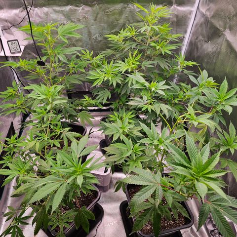 Chocoloco growlog photo: Lampe auf 60%
Mittlerweile zurecht gebogen