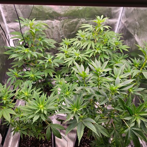 Chocoloco growlog timeline photo