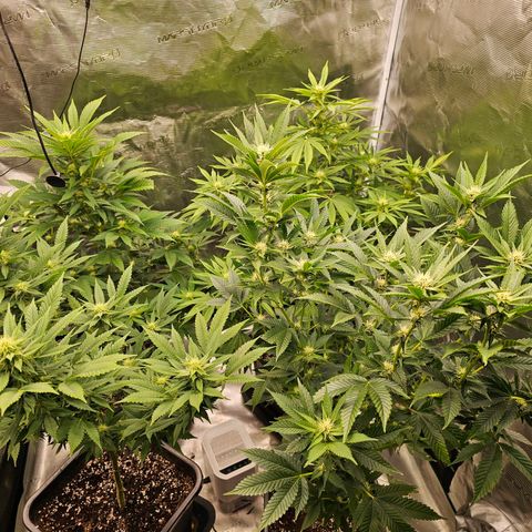 Chocoloco growlog timeline photo