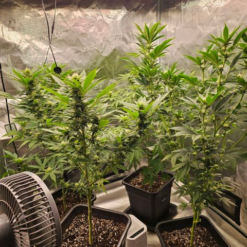 Chocoloco growlog timeline photo