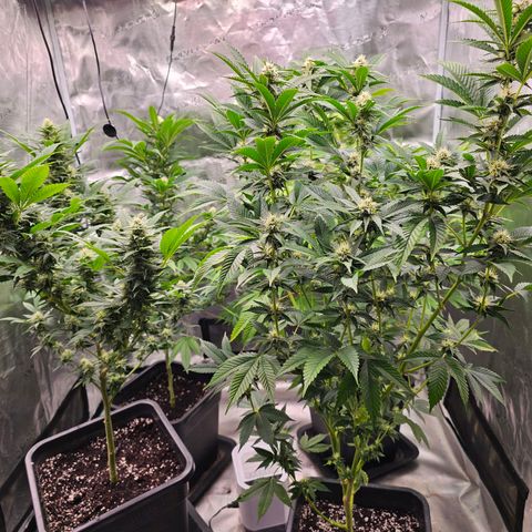 Chocoloco growlog timeline photo