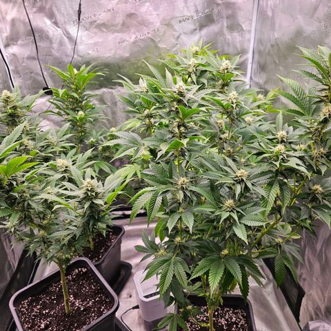 Chocoloco growlog timeline photo