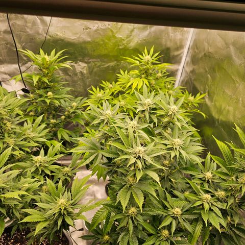Chocoloco growlog timeline photo