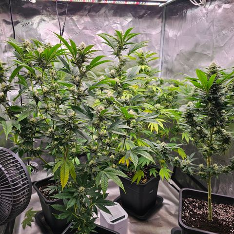 Chocoloco growlog timeline photo