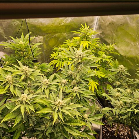 Chocoloco growlog timeline photo