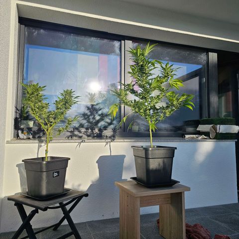 Chocoloco growlog timeline photo