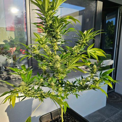 Chocoloco growlog timeline photo