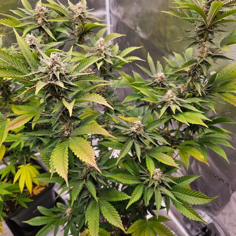 Picasso growlog timeline photo