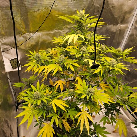 Nebula growlog timeline photo