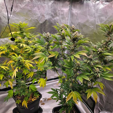 Nebula growlog timeline photo