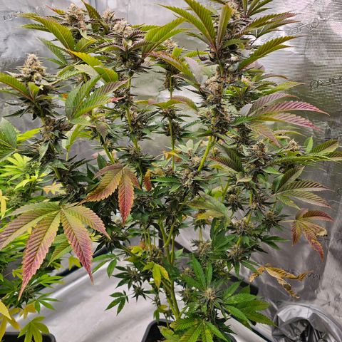 Picasso growlog timeline photo